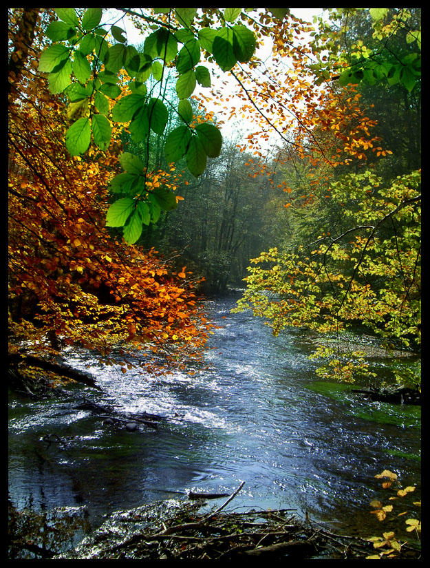 autumn color by ssilence