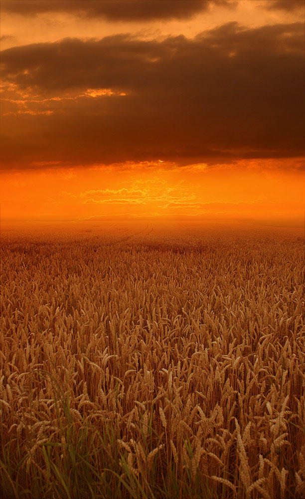 wheat by ssilence