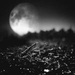 Moonlight predator by lwc71