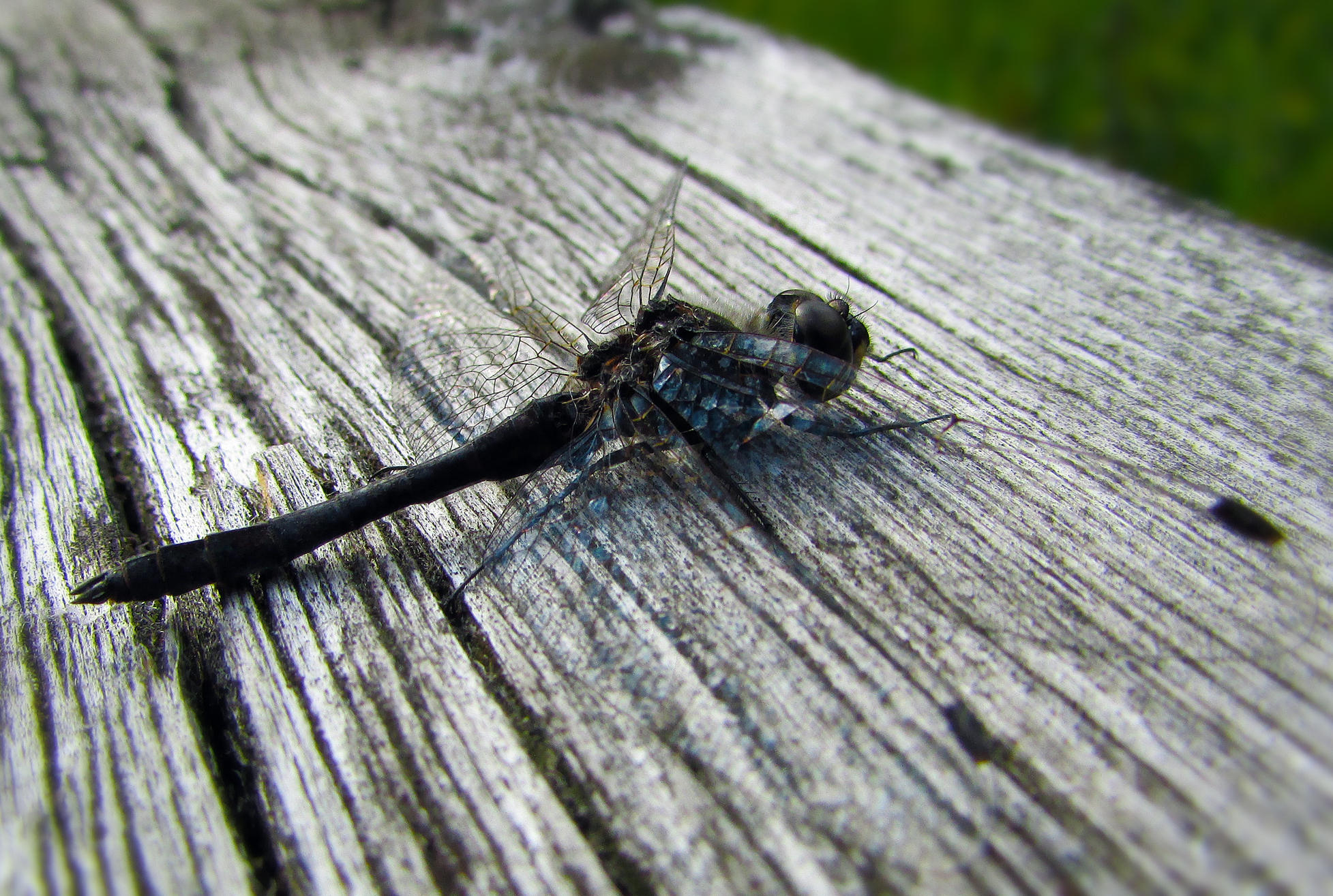 Black dragonfly by Kissemiss11 on DeviantArt