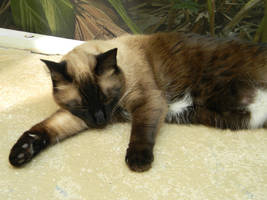 Lazy by KateAnnexTerrasochi