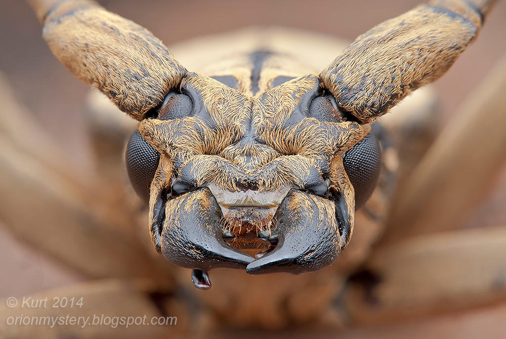 Longhorn Beetle Portrait by orionmystery