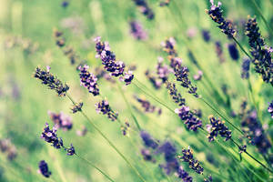 -violet love- by tynaS