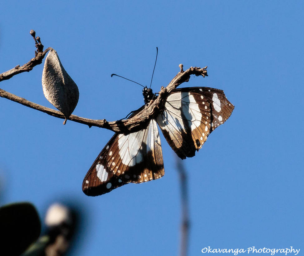 Lonesome Butterfly by Okavanga Lonesome Butterfly by Okavanga