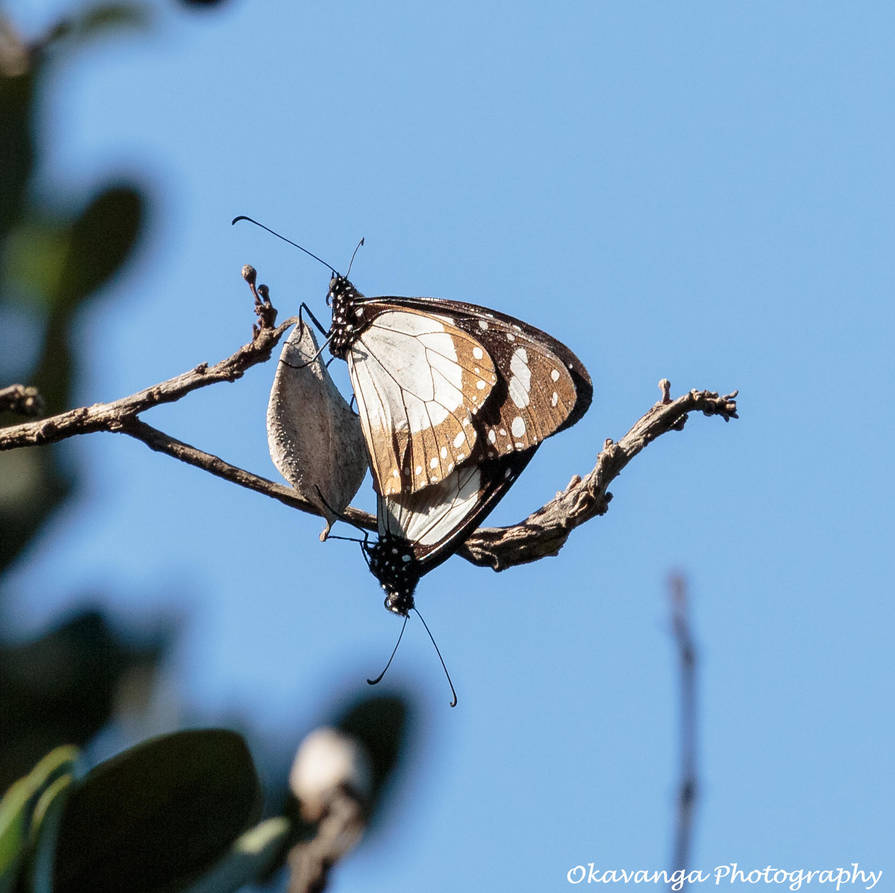 Butterfly Duet by Okavanga Butterfly Duet by Okavanga