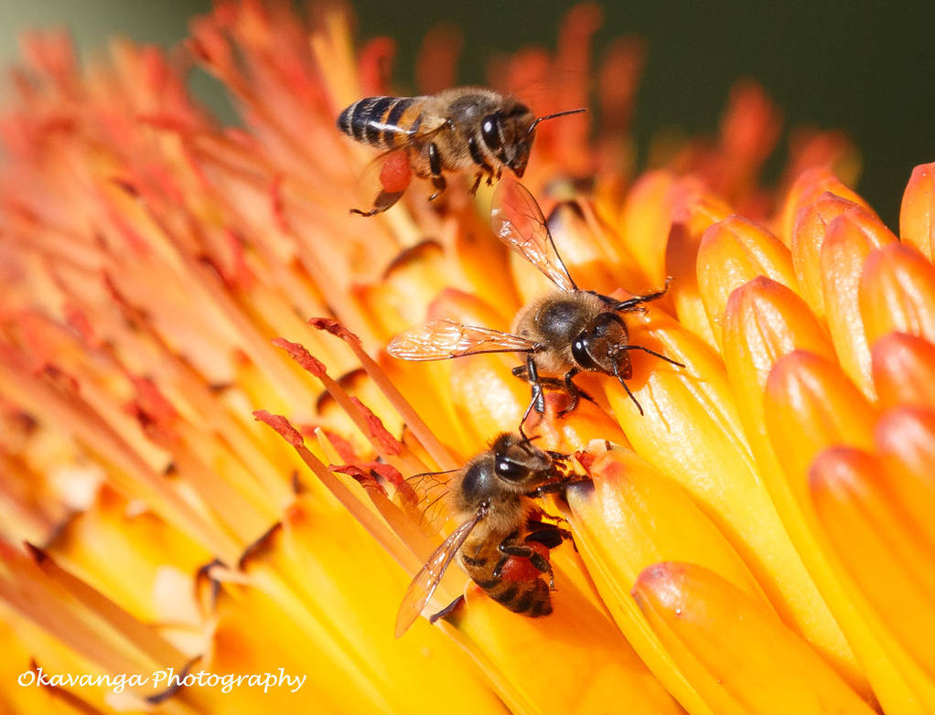 Feeding Bees by Okavanga Feeding Bees by Okavanga