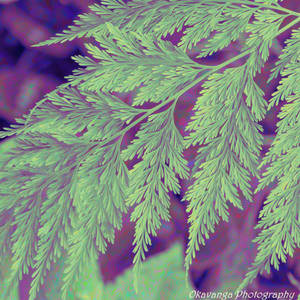 Leaf - Full Luma Palette by Okavanga Leaf - Full Luma Palette by Okavanga