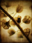 closer still by awjay
