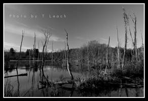 Deceptive Existence by tleach0608