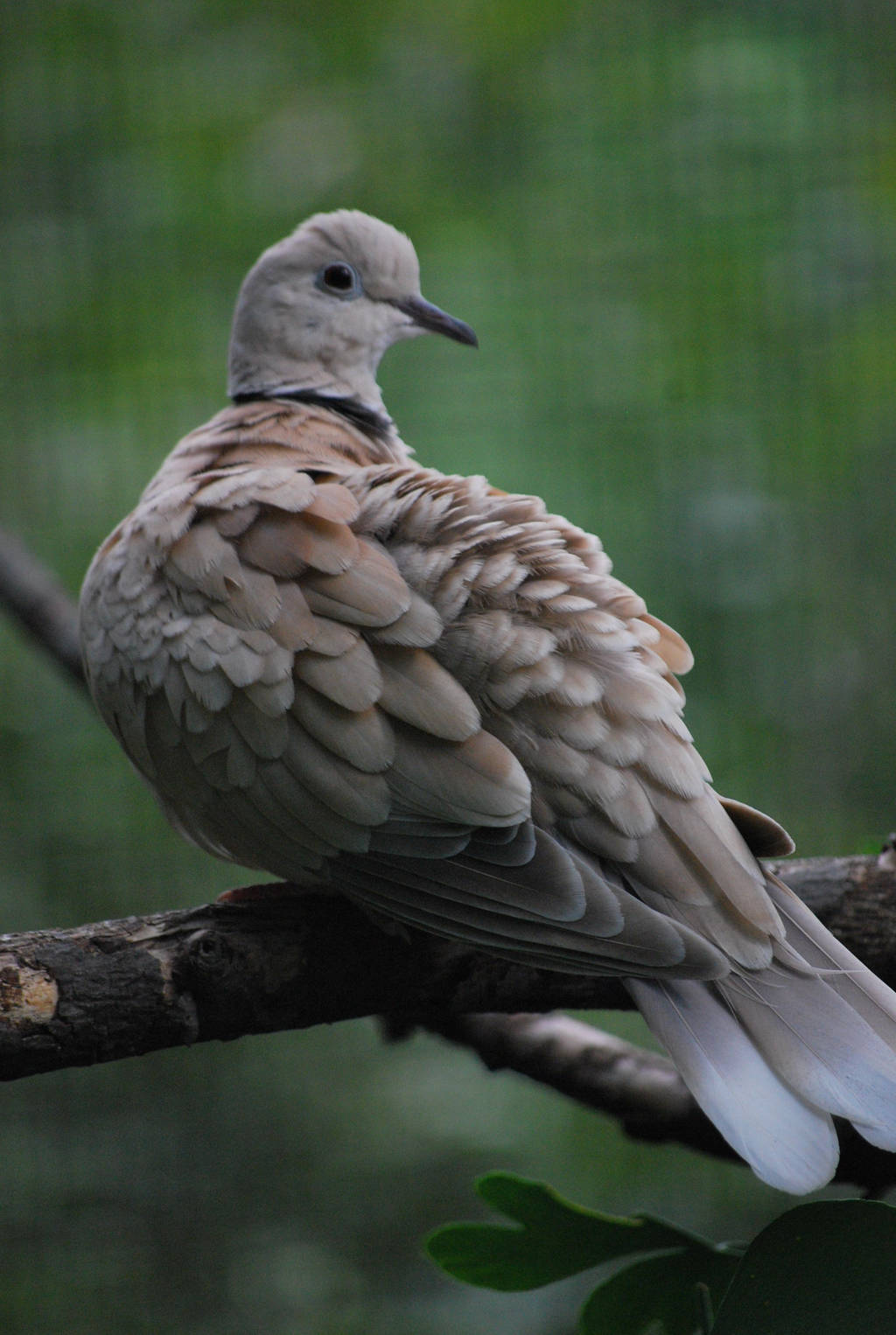 ring-necked dove 1.3 by meihua-stock
