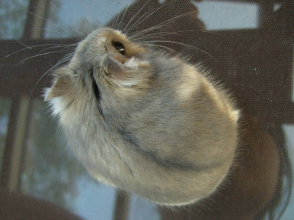 hamster 2.4 by meihua-stock