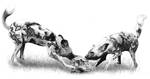 Wild Dogs by PencilSessions