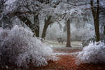 Winter Wonder by ildiko-neer