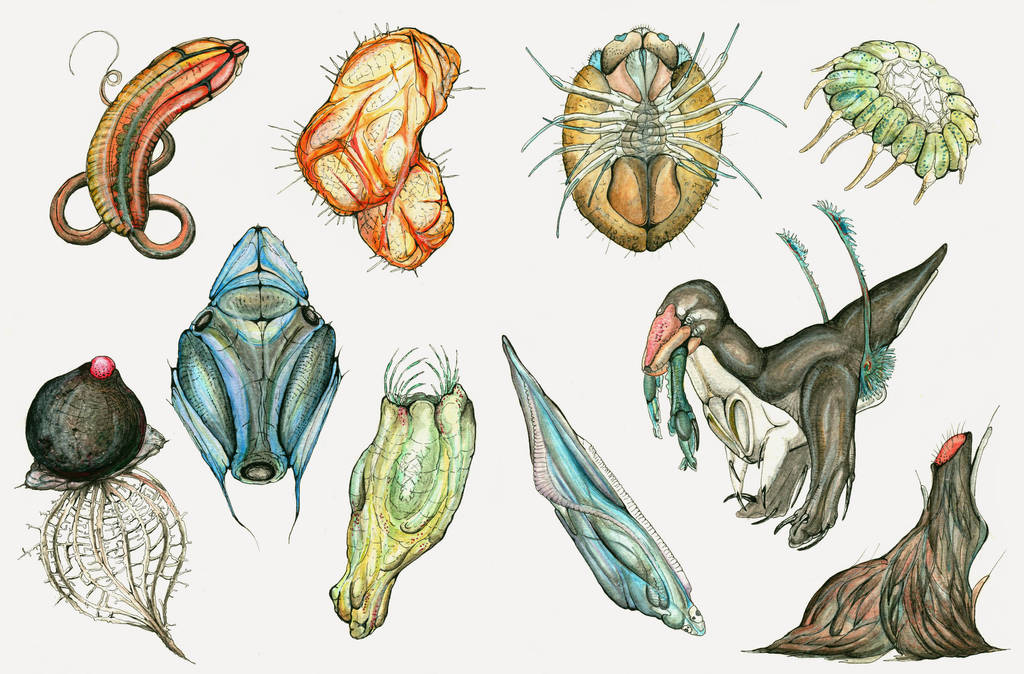 Janian Kingdom: Hyphafaozoa by TheSeaLemon