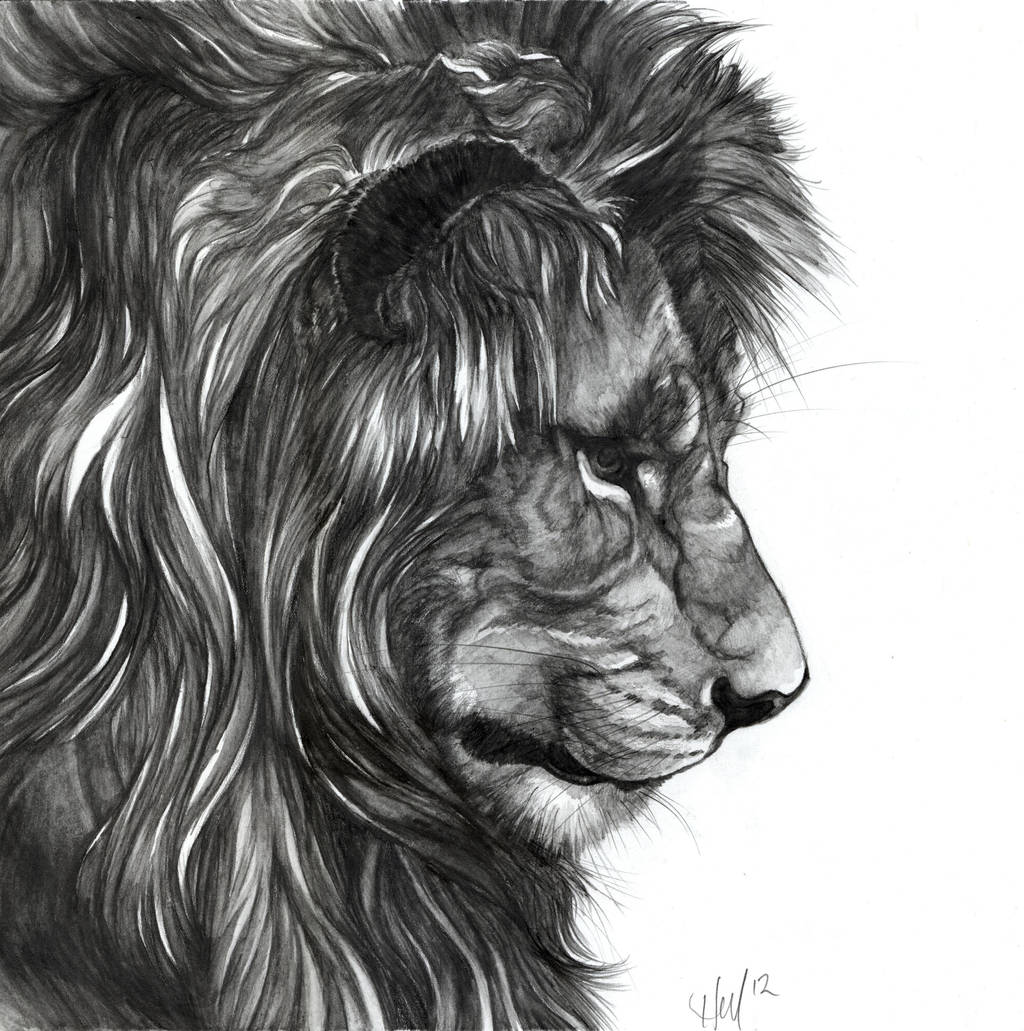 Washes and Lions by Novawuff