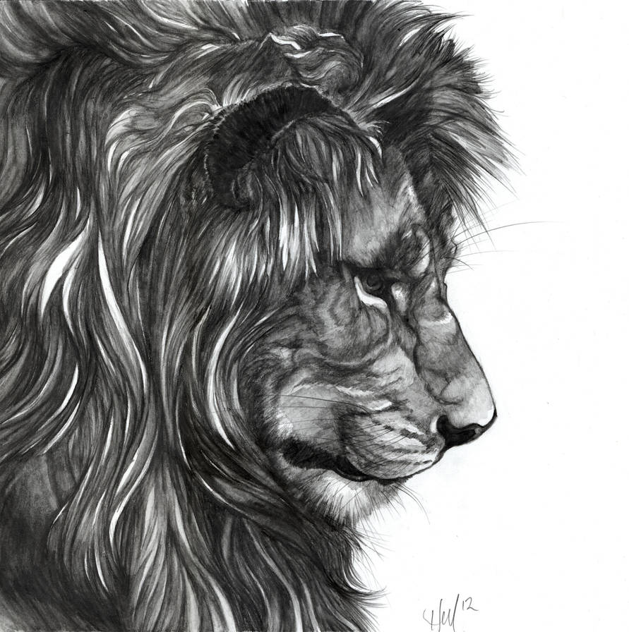 Washes and Lions by Novawuff