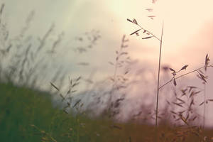 Weed by neonpictochick