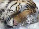 Faceplant by HeWhoWalksWithTigers