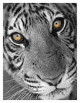 Condemned by HeWhoWalksWithTigers