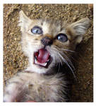 Crazy Eyes Kitty by HeWhoWalksWithTigers