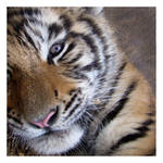 Nap Interrupted by HeWhoWalksWithTigers
