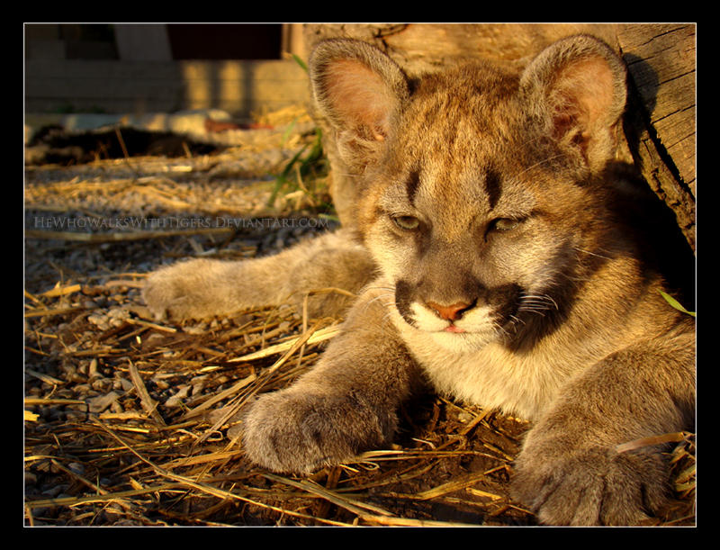 Sassy Thinks of Nothing But Murder by HeWhoWalksWithTigers