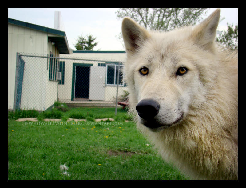 'Sup Dog? by HeWhoWalksWithTigers