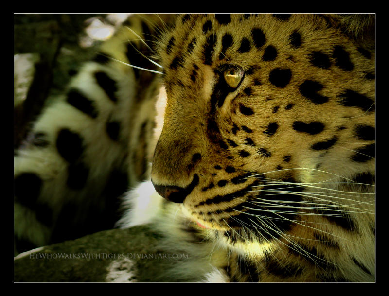 Golden Eye by HeWhoWalksWithTigers