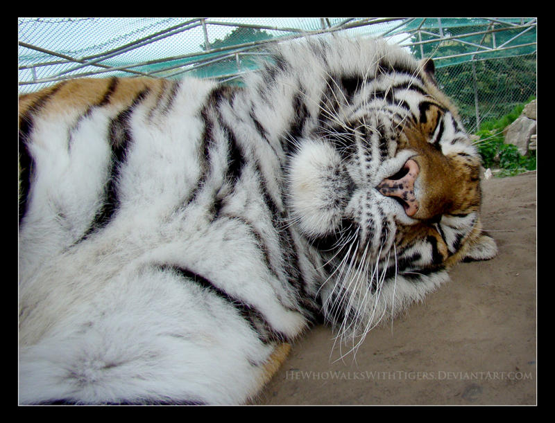 Bit of a Stretch by HeWhoWalksWithTigers