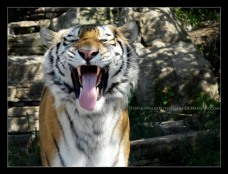 Fang-tastic by HeWhoWalksWithTigers