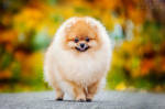 Little spitz in autumn by Ksuksa-Raykova