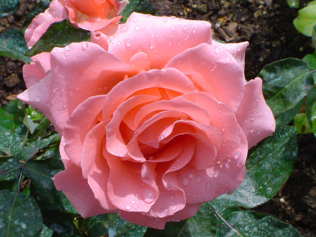 Beauty - Rose No.4 by QueenCrimson