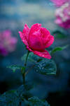 Last Rose by Pamba