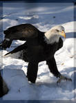 Not So Regal Eagle by DevilChildVorn