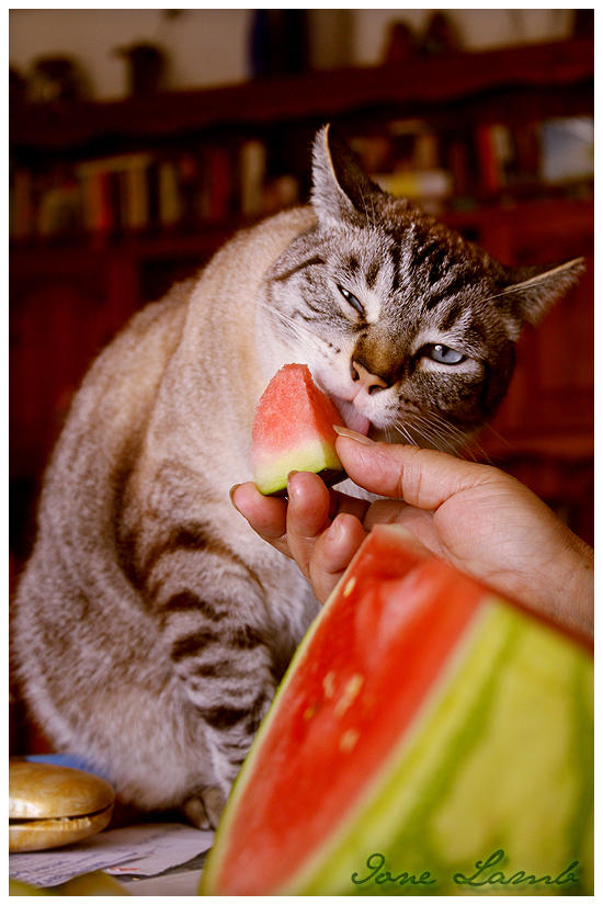 cat eating watermelon by