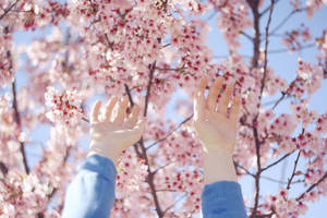 hands and blossoms by juliaschmidt
