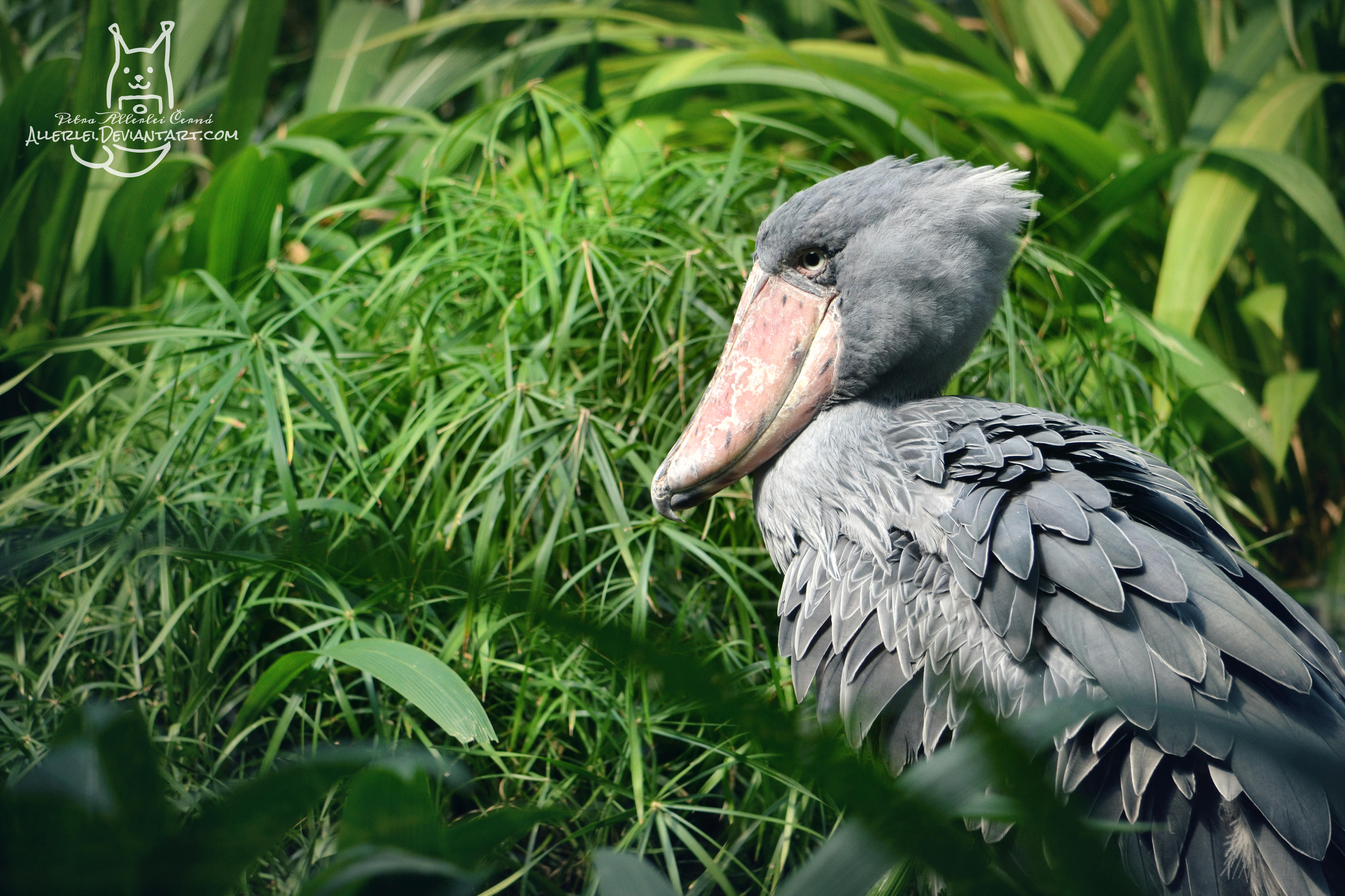 shoebill stork weight shoebill stork weight