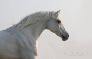 to the sunrise by mari-mi