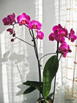 My Corner Of Joy by sesam-is-open