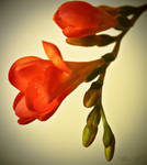 Simplicity by sesam-is-open