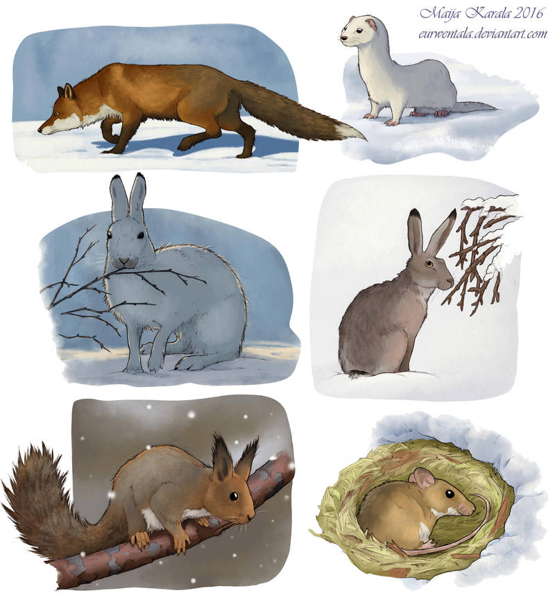 Winter Mammals by Eurwentala