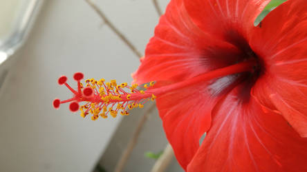 Hibiscus rosa sinensis by CORinAZONe