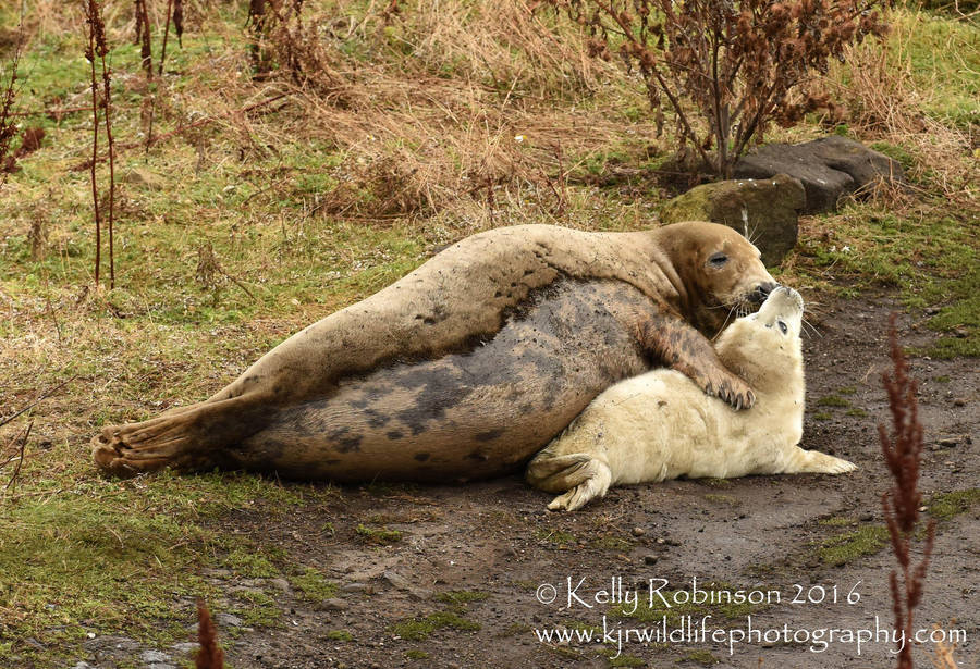 Seal pup hugs by Shadow-and-Flame-86 Seal pup hugs by Shadow-and-Flame-86