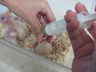 hand feeding baby pigeons