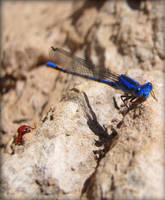 Opposites by reptilian-chant