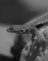 Reptile by reptilian-chant