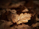 Autumn remembrance by realityDream