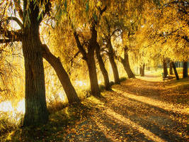 Morning gold by realityDream