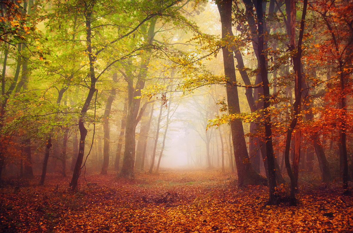Recurring Dream I. by realityDream
