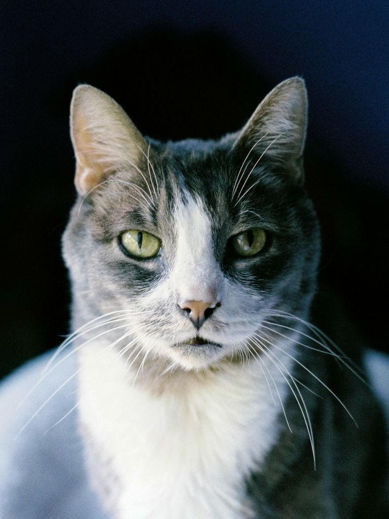 The Cat With a Soul by poofygoof